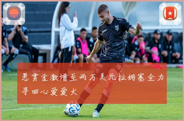 悬赏金激增至两万美元拉姆塞全力寻回心爱爱犬